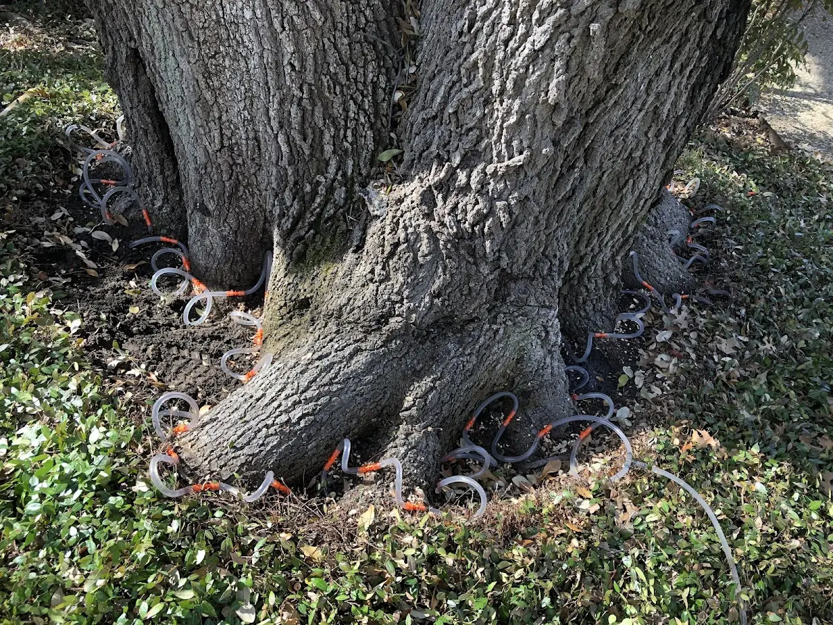Detailed Tree Cabling and Bracing job site in Elderton